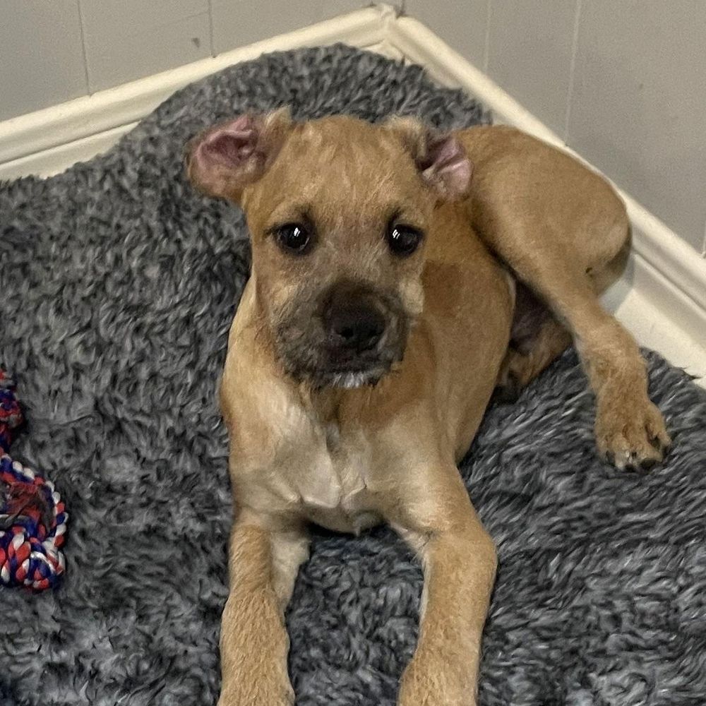 Sherlock is a Young Boxer mix described as: Affectionate, Athletic, Gentle, Funny, Smart, Playful, Friendly and Curious