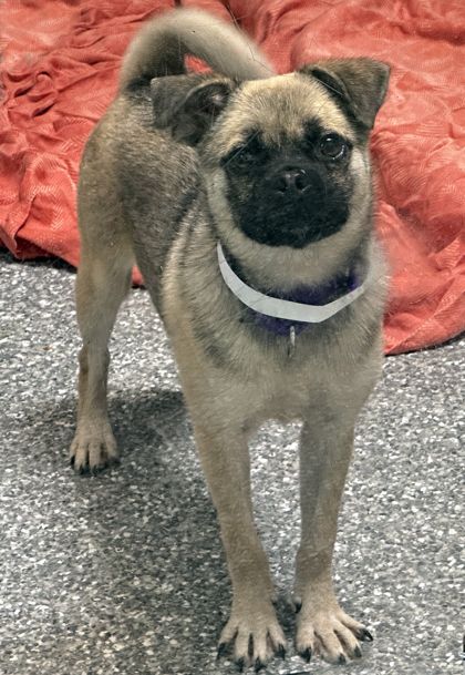Zulu is a Adult Pug mix