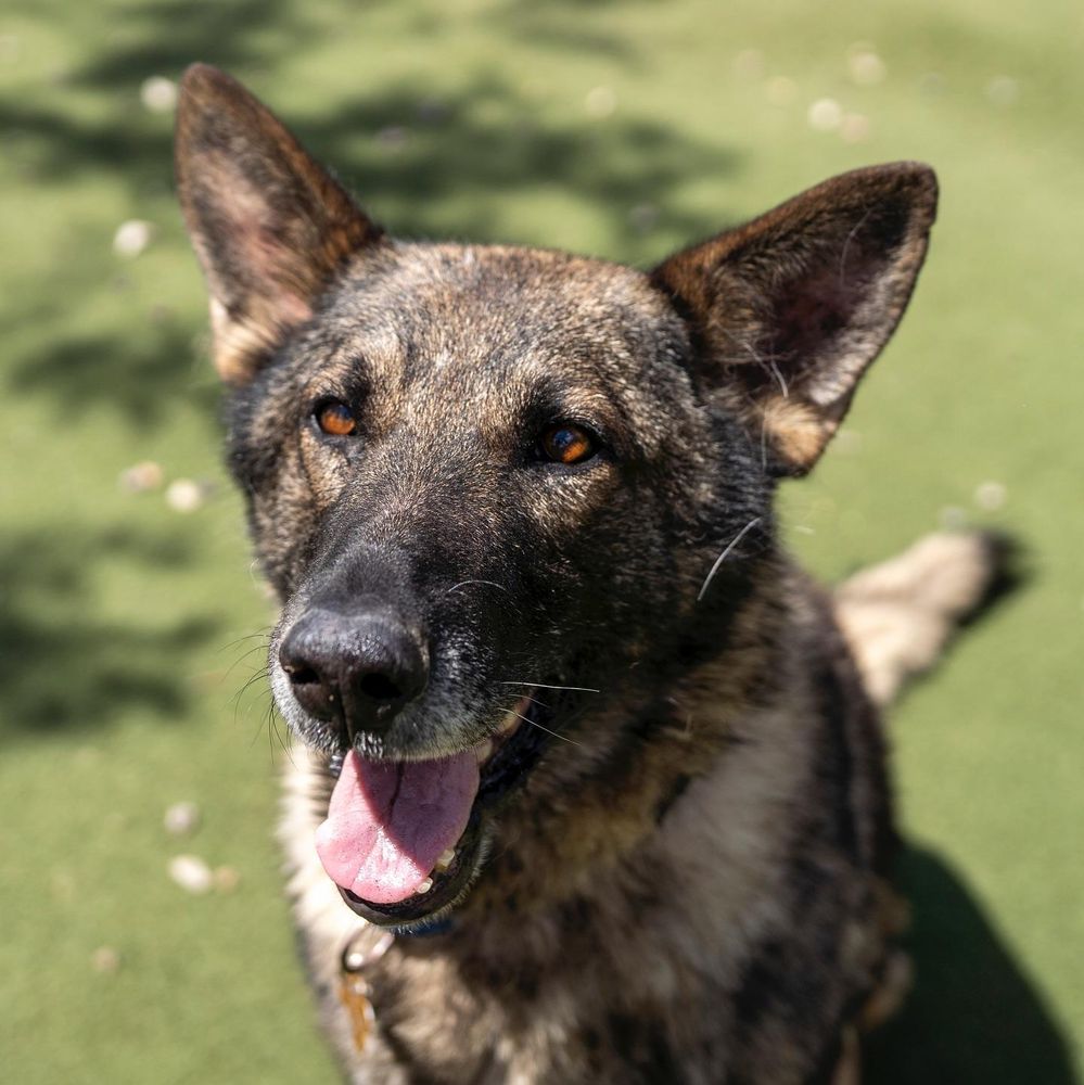 Cody is a Adult German Shepherd Dog mix described as: Playful, Friendly and Quiet