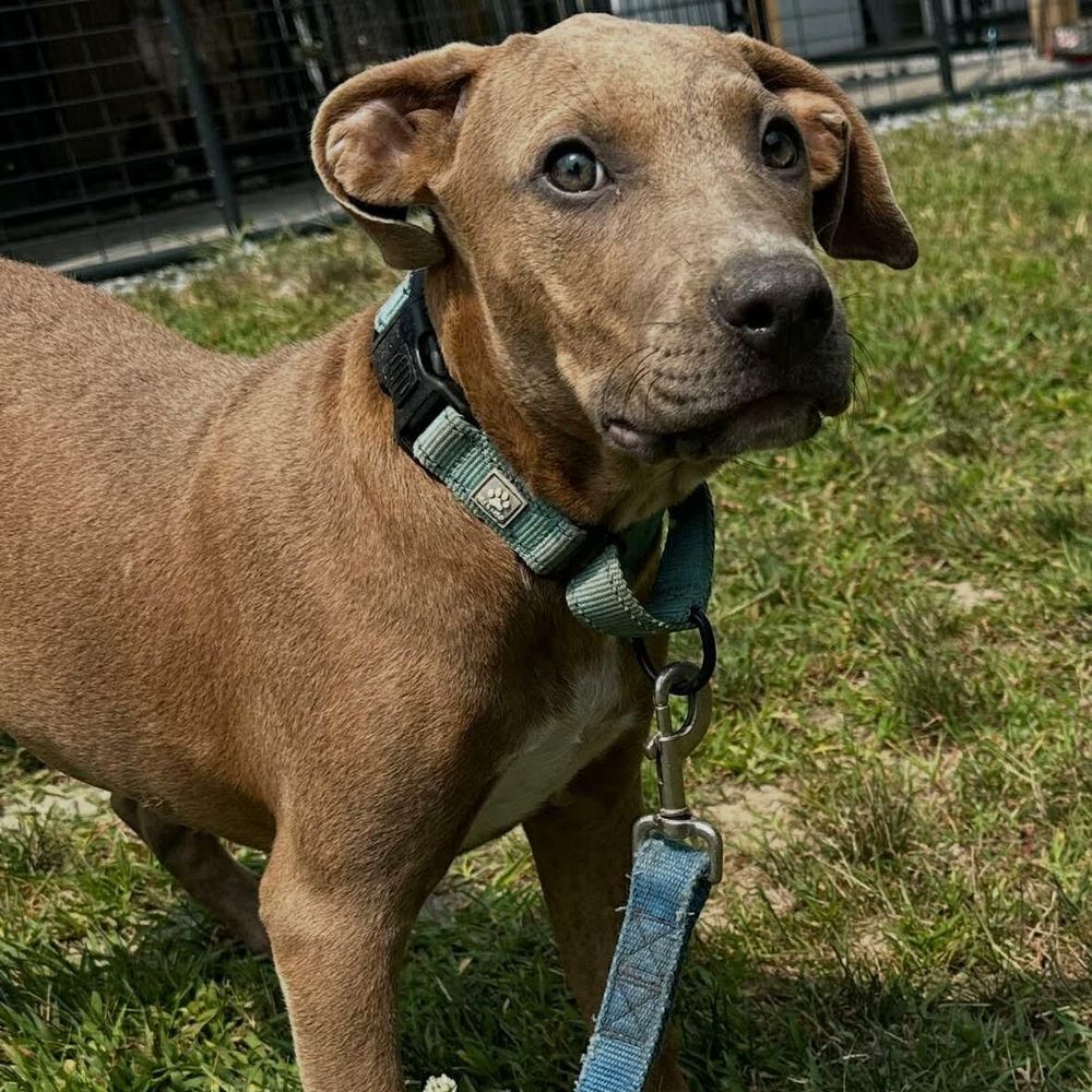 Fuchsia is a Baby Mixed Breed 