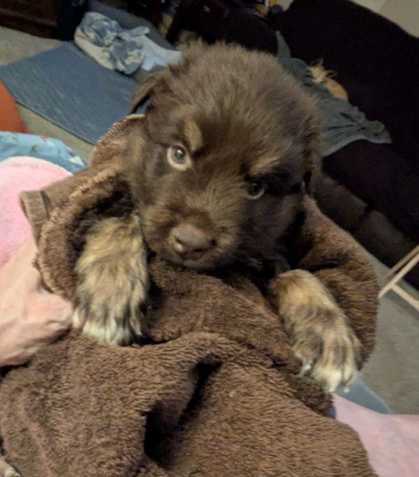 Padfoot is a Baby Husky mix