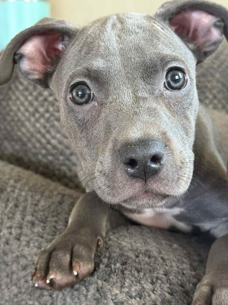 Luna is a Baby Pit Bull Terrier  described as: Affectionate, Couch, Curious, Friendly, Gentle, Loves, Loyal and Smart