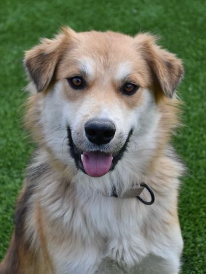 Jovie is a Adult Husky mix