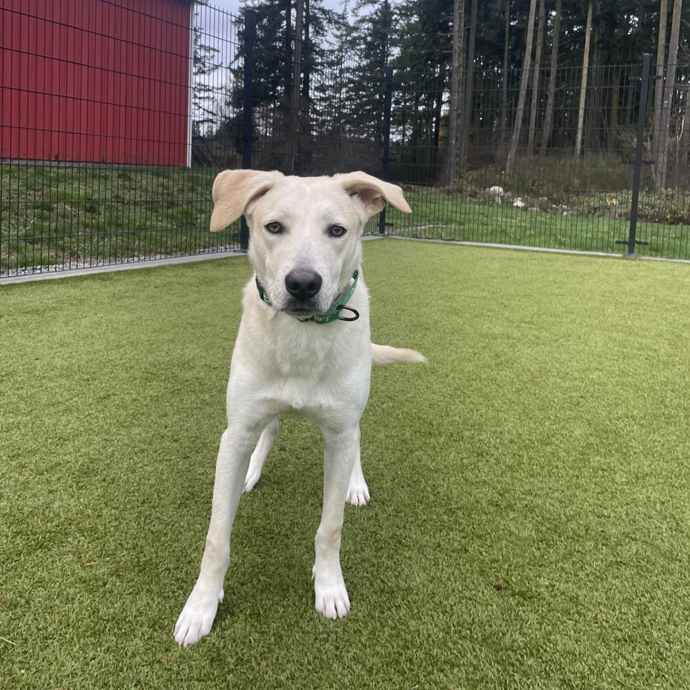 Duke is a Young Labrador Retriever mix described as: Affectionate, Funny, Gentle, Smart, Quiet, Independent, Athletic, Brave, Couch, Curious, Dignified, Playful, Loyal, Loves and Friendly