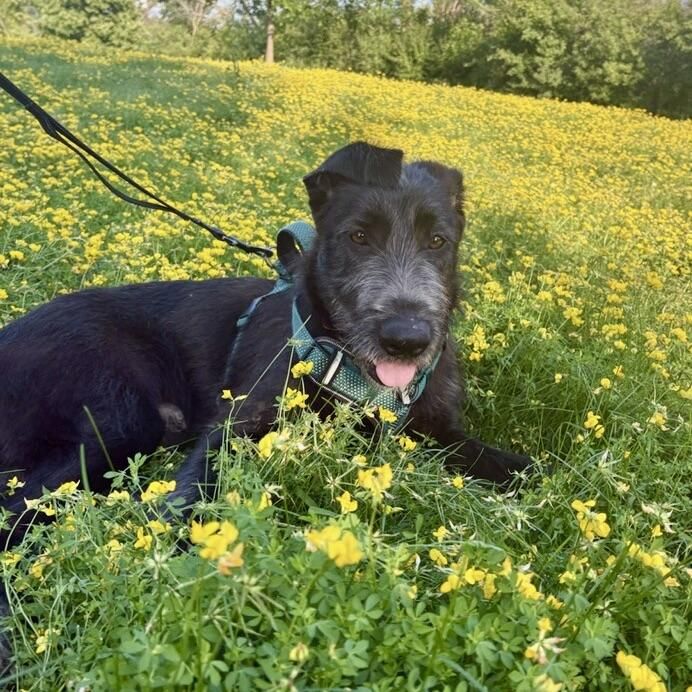 Marshall is a Young Giant Schnauzer mix described as: Affectionate, Athletic, Curious, Friendly, Funny, Gentle, Loves, Playful and Smart