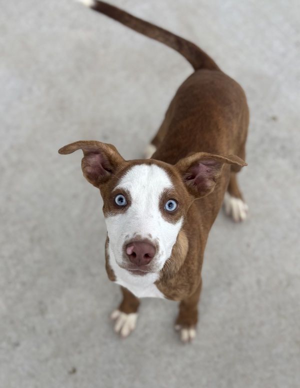 Sidney is a Young Siberian Husky mix