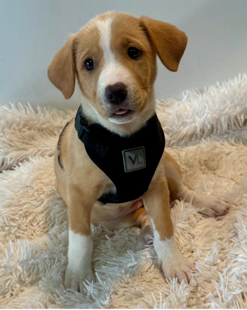 Summit is a Baby Mixed Breed mix described as: Affectionate, Athletic, Brave, Couch, Curious, Friendly, Funny, Gentle, Independent, Loves, Loyal, Playful and Smart
