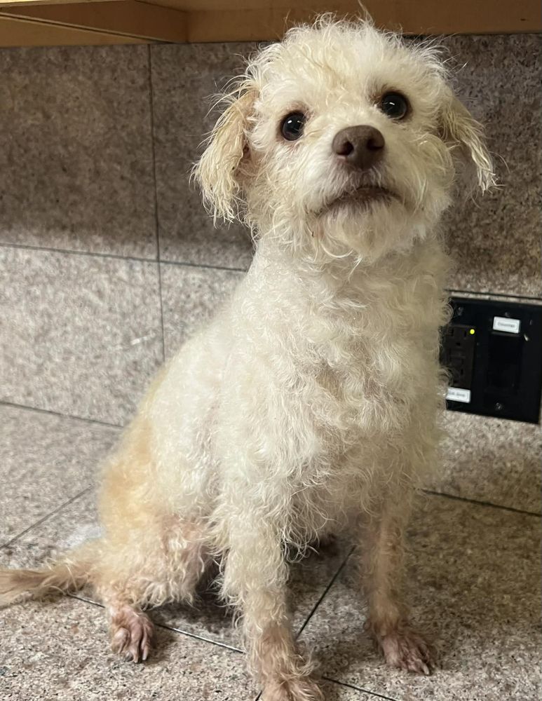 Sniffles is a Adult Miniature Poodle  described as: Affectionate, Athletic, Brave, Couch, Curious, Dignified, Friendly, Funny, Gentle, Loves, Loyal, Playful and Smart