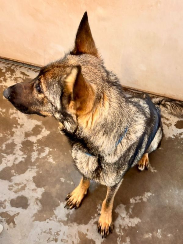 Gwendolyn is a Adult German Shepherd Dog 