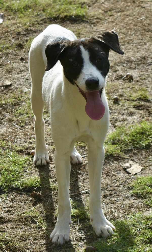 Cowgirl is a Young Labrador Retriever mix described as: Affectionate, Friendly, Loyal, Playful, Smart, Funny, Gentle and Loves