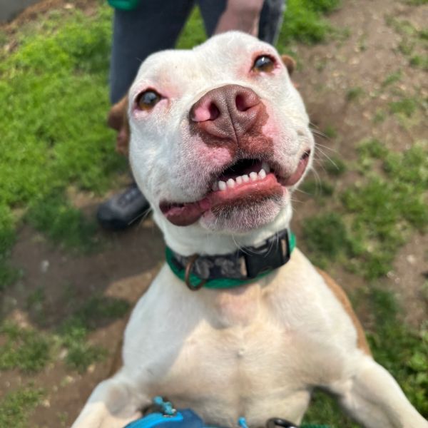 Brown Crown is a Adult Mixed Breed  described as: Good Dog Meet In Shelter, Lived with Children, Foster Eligible and Blue