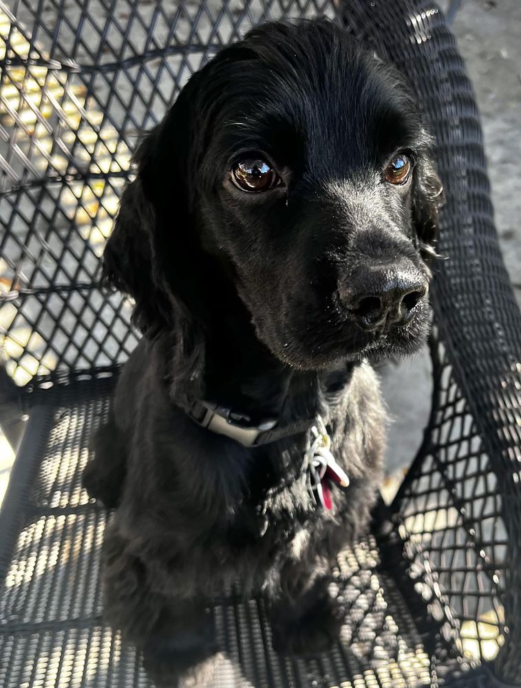 Gumdrop is a Young Cocker Spaniel 