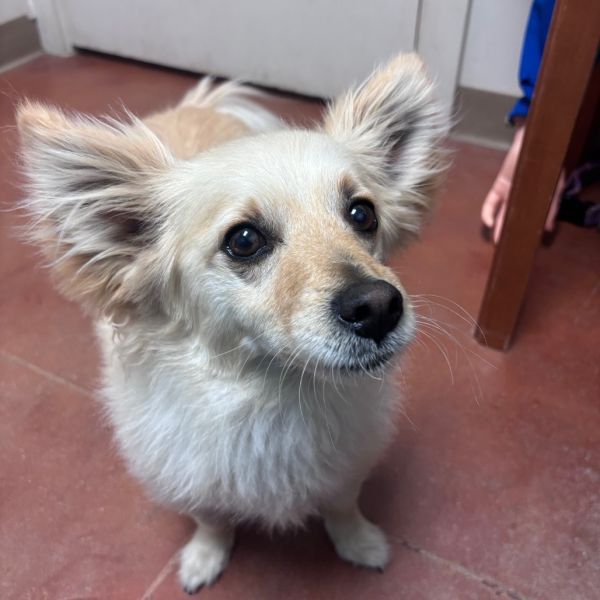 Boogie is a Adult Pomeranian mix described as: Has Lived With Children and Has Lived With Other Dogs