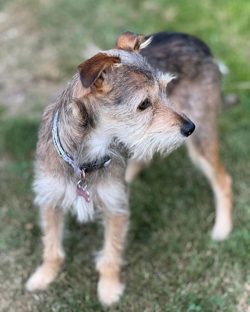 Max is a Young Terrier mix described as: Affectionate, Curious, Friendly, Playful and Smart