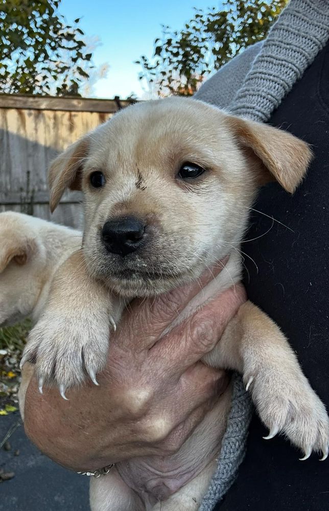 Aaron Samuels is a Baby Labrador Retriever mix