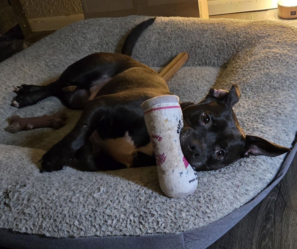 Frito is a Adult Staffordshire Bull Terrier mix