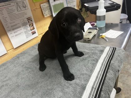 Abilene is a Baby Labrador Retriever mix