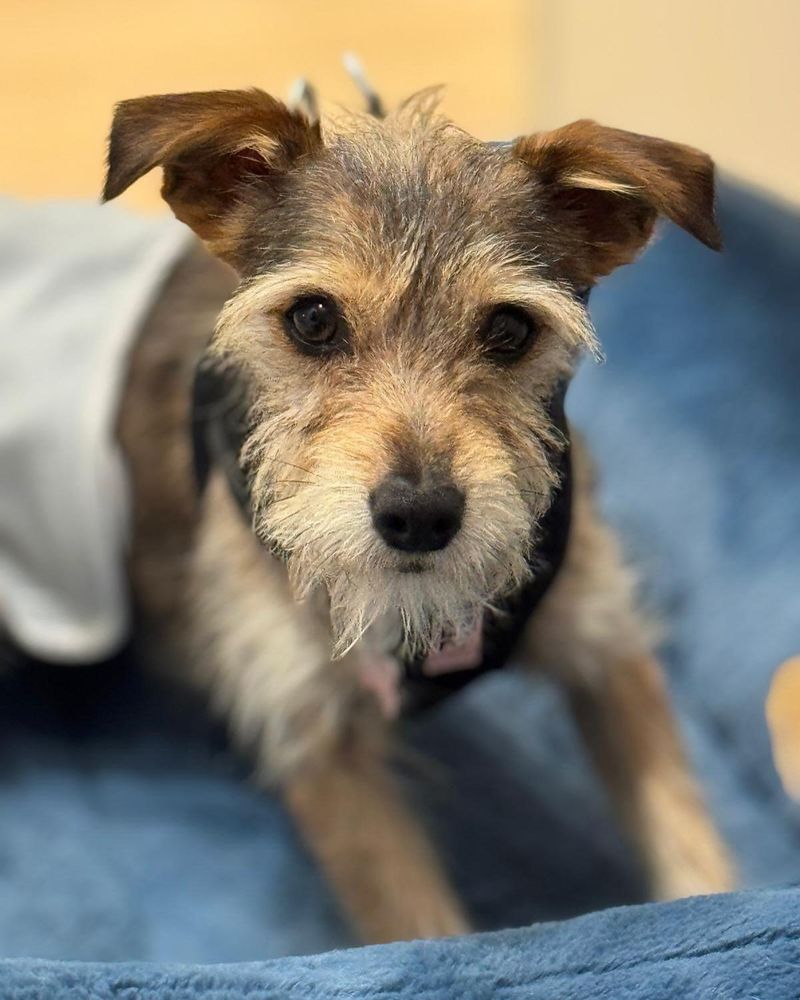 Max is a Young Terrier mix described as: Affectionate, Curious, Friendly, Playful and Smart
