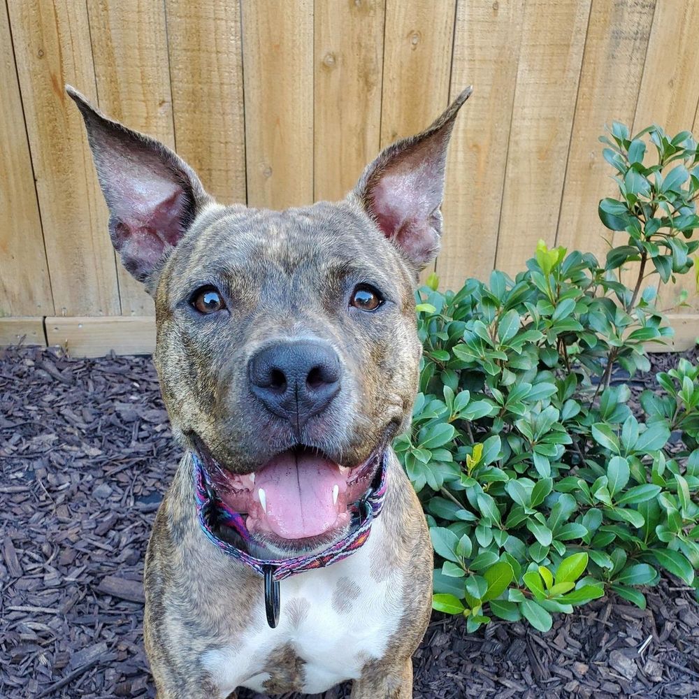 Naala is a Baby Boxer mix described as: Affectionate, Friendly, Playful and Couch
