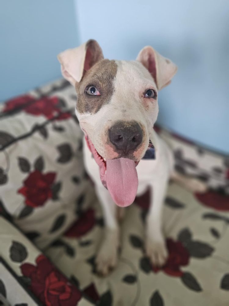 Bear is a Baby Terrier 