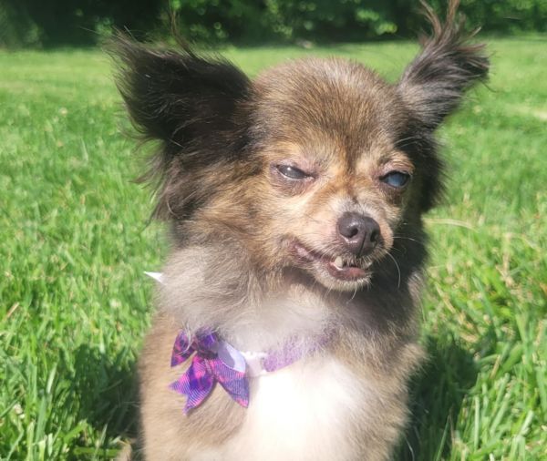 Pawdrey is a Senior Chihuahua 