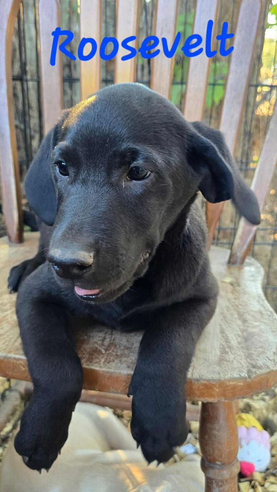 Candy Land is a Baby Labrador Retriever mix