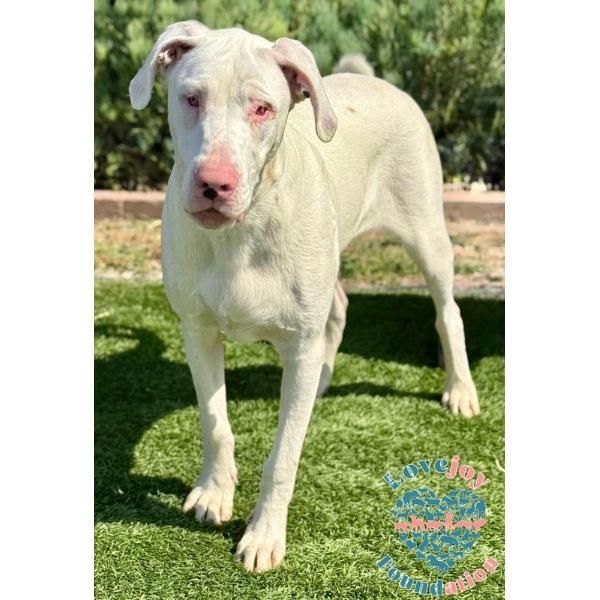Jax Coh is a Baby Great Dane mix described as: Affectionate, Friendly, Playful and Loves Kisses