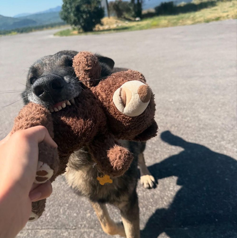 Cody is a Adult German Shepherd Dog mix described as: Playful, Friendly and Quiet