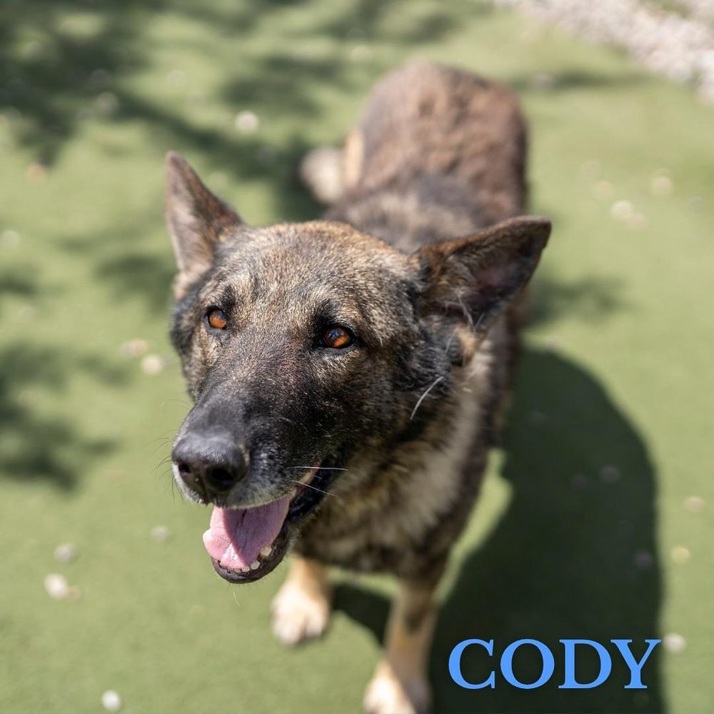 Cody is a Adult German Shepherd Dog mix described as: Playful, Friendly and Quiet