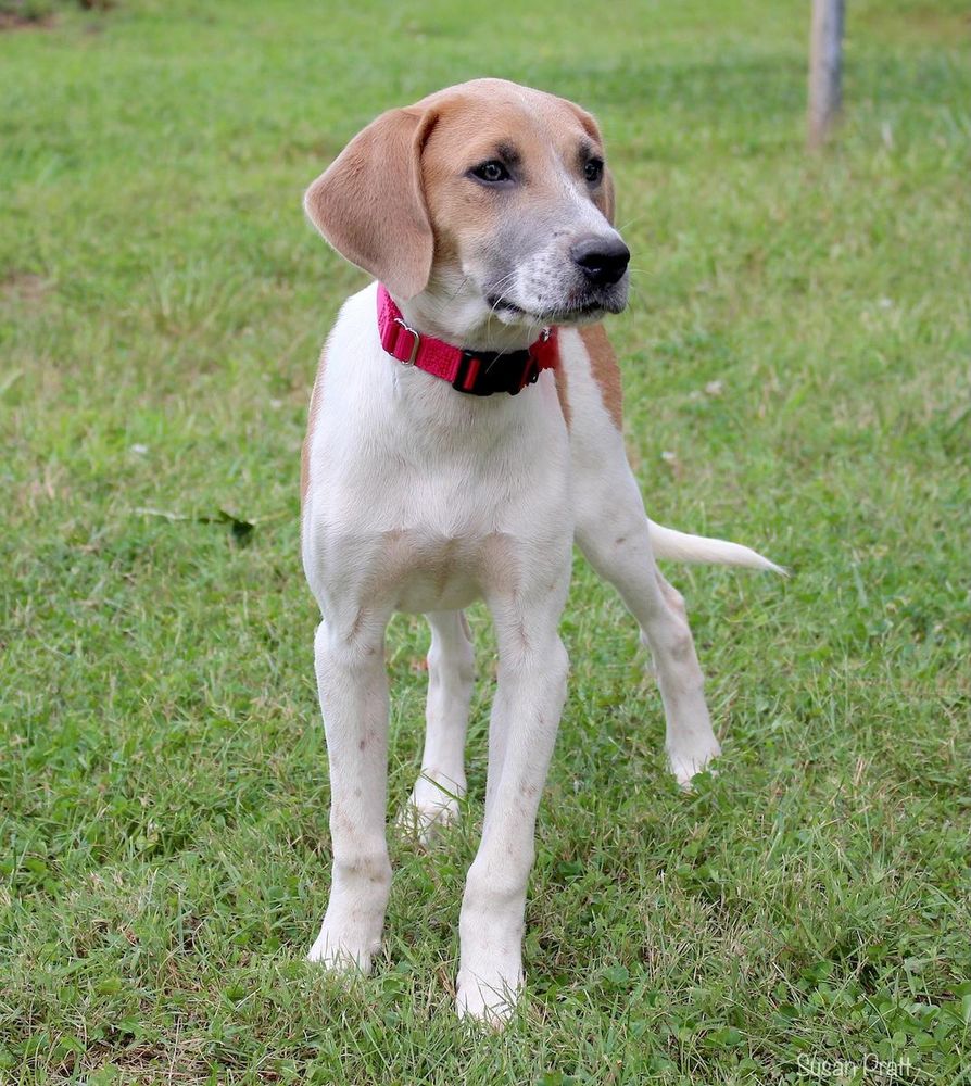 Clover is a Young Foxhound mix