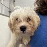 Dumpling is a Young Shih Tzu 