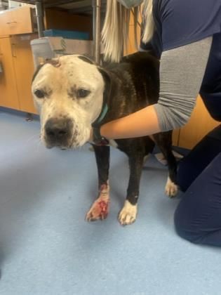 Zeppo is a Adult Mixed Breed 