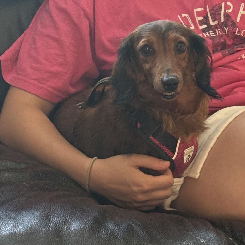 Sunshine is a Adult Dachshund (Long Haired) 