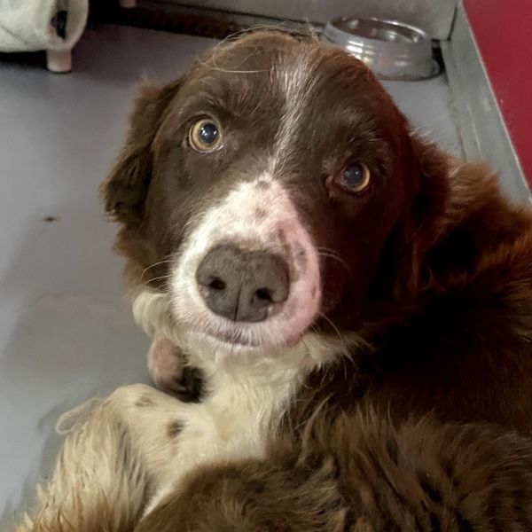 Selena is a Adult Australian Shepherd  described as: Active, Athletic, Cuddle Bug, Eager to Please, Easily Excitable, Good with Dogs, Leans in and Quick learner