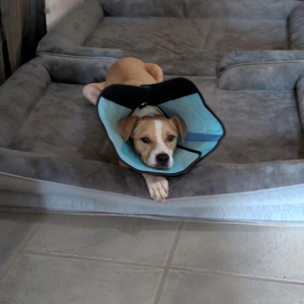 Cisco is a Adult Pit Bull Terrier mix