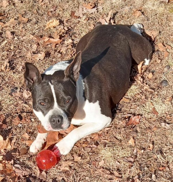 Halo and Rico is a Adult Boston Terrier mix