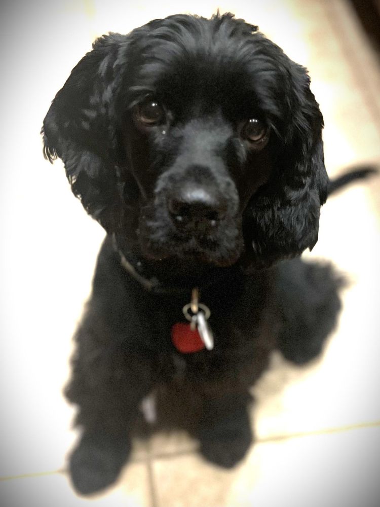 Gumdrop is a Young Cocker Spaniel 
