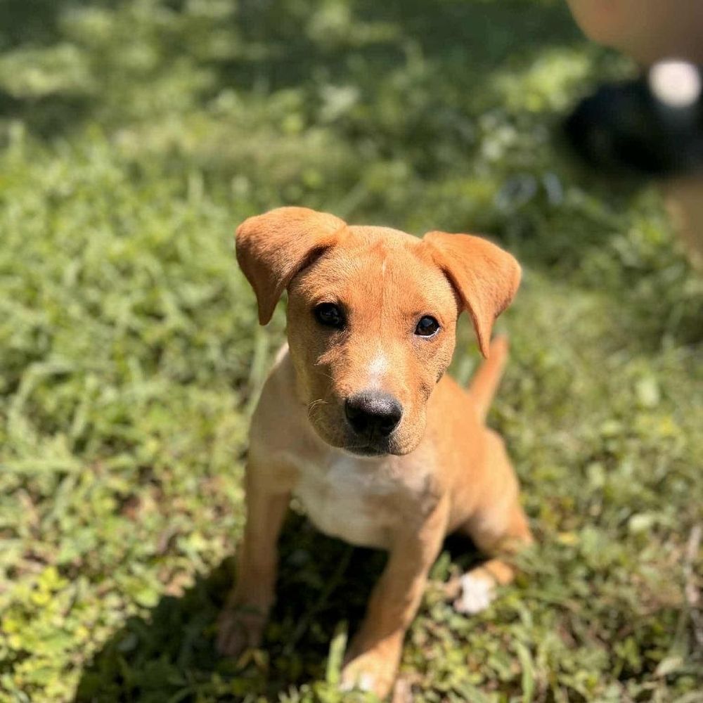 Sonny Ac is a Baby Yellow Labrador Retriever mix described as: Friendly, Playful, Curious, Loves, Affectionate, Know the breed, Good with Cats, Good with Children, Good with Dogs, Needs Active Lifestyle, Crate Trained and Independent