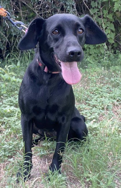 Spring is a Adult Terrier mix