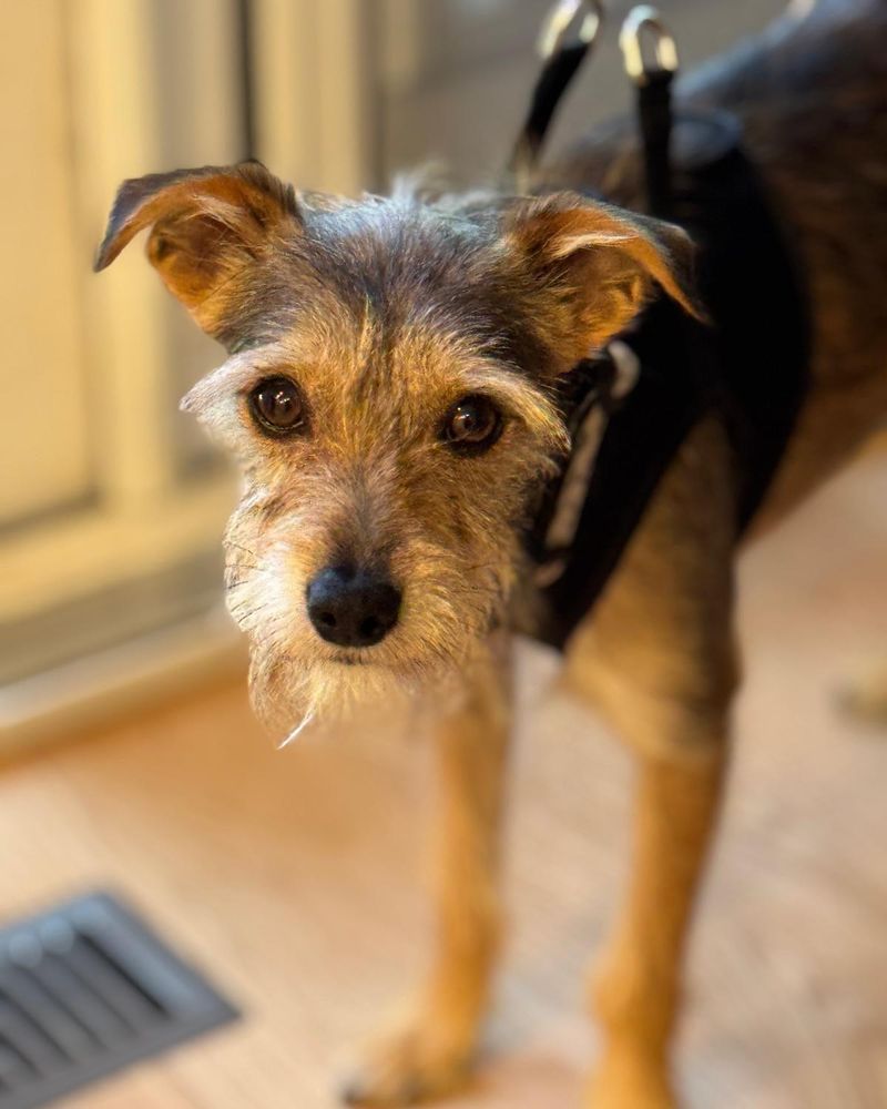 Max is a Young Terrier mix described as: Affectionate, Curious, Friendly, Playful and Smart