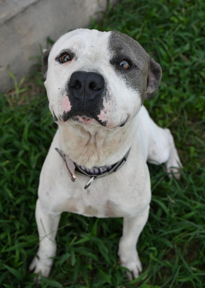 Chowder is a Adult Pit Bull Terrier mix