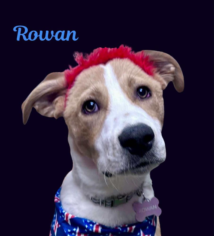 Rowan is a Young Australian Shepherd mix described as: Affectionate, Playful, Friendly and Athletic