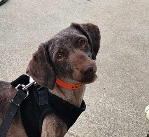 Hanna is a Adult Havanese mix