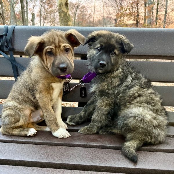 Cocoa is a Baby Norwegian Elkhound mix