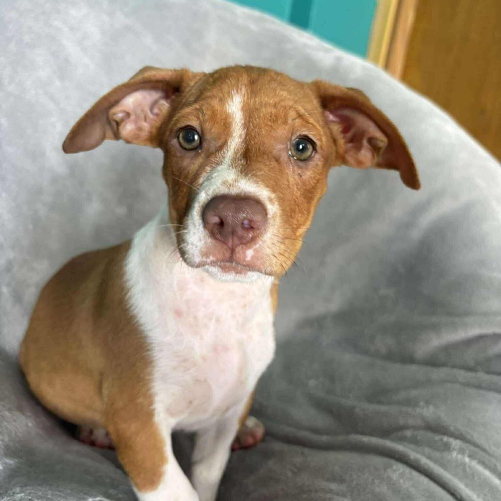 Cinnamon is a Baby Pit Bull Terrier mix described as: Affectionate, Athletic, Brave, Couch, Curious, Dignified, Friendly, Funny, Gentle, Loves, Loyal, Playful, Quiet and Smart