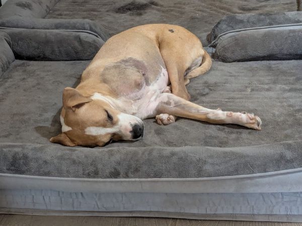 Cisco is a Adult Pit Bull Terrier mix