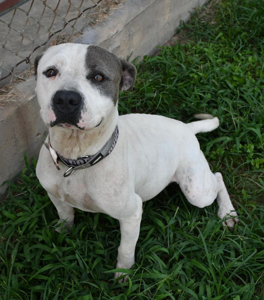 Chowder is a Adult Pit Bull Terrier mix