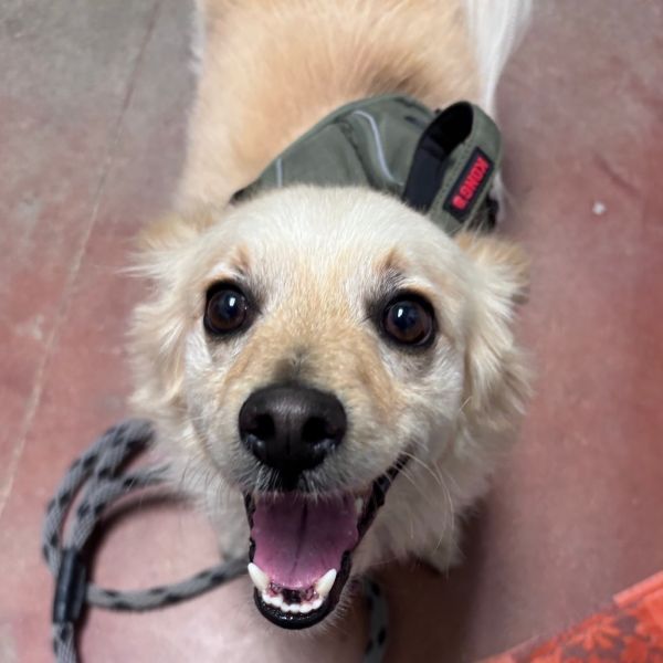 Boogie is a Adult Pomeranian mix described as: Has Lived With Children and Has Lived With Other Dogs
