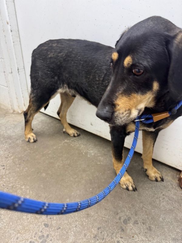 Casey is a Young Basset Hound 