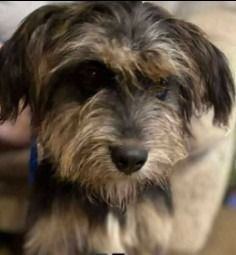 Ernest is a Young Terrier mix